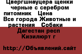 Цвергшнауцера щенки черные с серебром питомник › Цена ­ 30 000 - Все города Животные и растения » Собаки   . Дагестан респ.,Кизилюрт г.